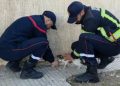 Casablanca : la Protection civile sauve un chat coincé dans un arbre à Sidi Bernoussi