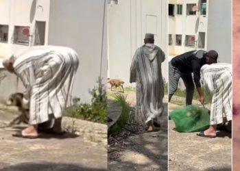 Taza : un fqih met fin à la panique après qu&rsquo;une chienne errante a mordu une 30 de personnes