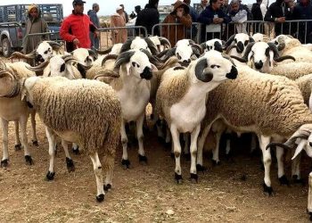 Le sacrifice du mouton déjà dans tous les esprits