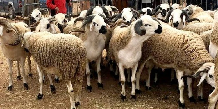 Le sacrifice du mouton déjà dans tous les esprits