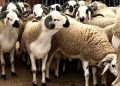 Le sacrifice du mouton déjà dans tous les esprits