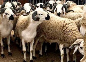 Le sacrifice du mouton déjà dans tous les esprits