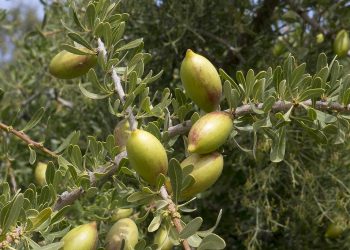L’arganier, trésor marocain imité mais jamais égalé