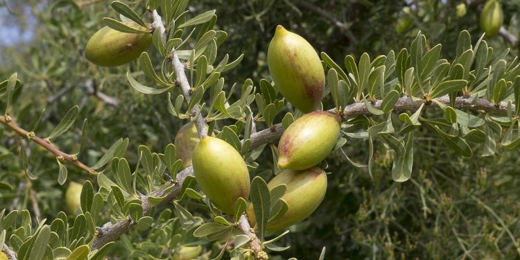 L’arganier, trésor marocain imité mais jamais égalé