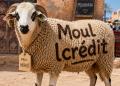 Question du jour : Si vous deviez donner un nom à votre mouton de l’Aïd, lequel choisiriez-vous ?
