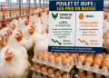 Maroc : baisse pour les prix du poulet et des œufs. Voici pourquoi