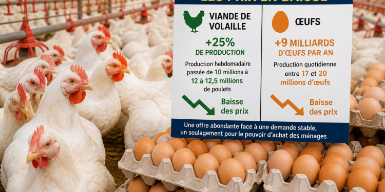 Maroc : baisse pour les prix du poulet et des œufs. Voici pourquoi