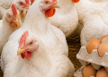 Maroc : baisse pour les prix du poulet et des œufs. Voici pourquoi