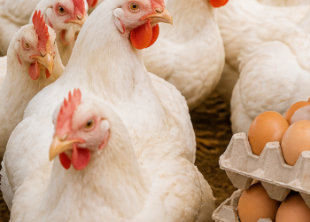 Maroc : baisse pour les prix du poulet et des œufs. Voici pourquoi