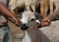 Pour la fête du sacrifice, de grâce un mouton 100% marocain