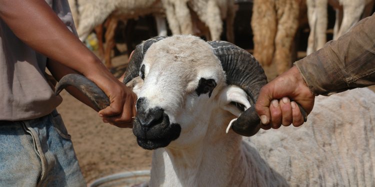 Pour la fête du sacrifice, de grâce un mouton 100% marocain