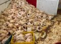 Tanger : une tonne et demie de poulet avarié saisie dans un entrepôt, des restaurants populaires visés