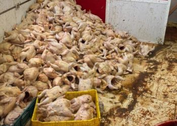 Tanger : une tonne et demie de poulet avarié saisie dans un entrepôt, des restaurants populaires visés