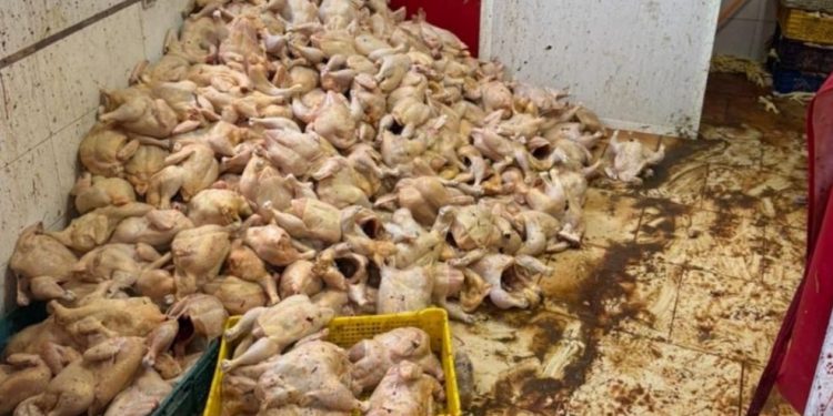 Tanger : une tonne et demie de poulet avarié saisie dans un entrepôt, des restaurants populaires visés