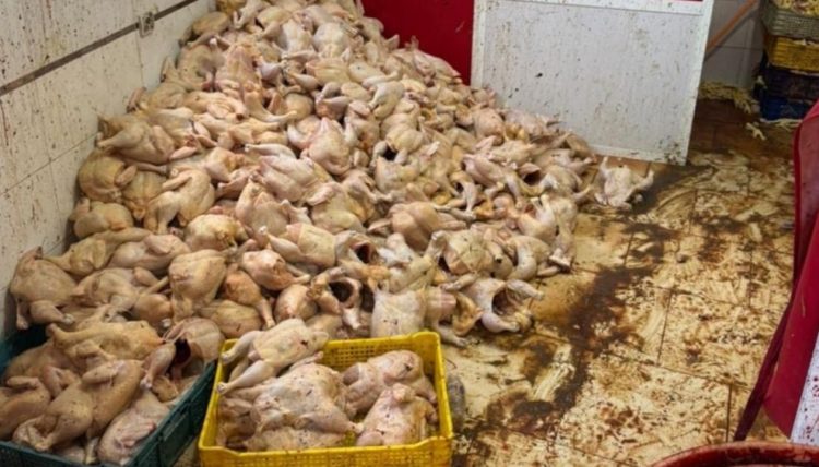 Tanger : une tonne et demie de poulet avarié saisie dans un entrepôt, des restaurants populaires visés - 1