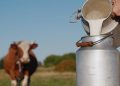 Le Maroc couvre 96% de ses besoins en lait, mais le secteur reste fragile