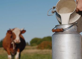 Le Maroc couvre 96% de ses besoins en lait, mais le secteur reste fragile
