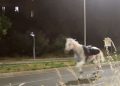 VIDÉO: Des chevaux de l&rsquo;armée en furie sèment la panique en plein cœur de Rome