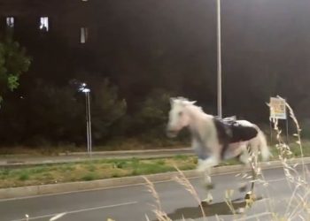 VIDÉO: Des chevaux de l&rsquo;armée en furie sèment la panique en plein cœur de Rome