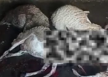Ouezzane: un suspect arrêté après l&rsquo;abattage mystérieux d&rsquo;une vingtaine de moutons