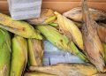 Démantèlement d&rsquo;un réseau de trafic de drogue aux Canaries : 350 kg de haschich saisis