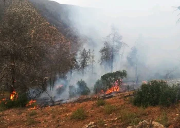 L’incendie de la forêt d’Ounaine sous contrôle après cinq jours de lutte acharnée