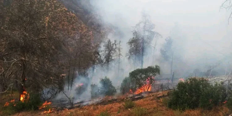 L’incendie de la forêt d’Ounaine sous contrôle après cinq jours de lutte acharnée