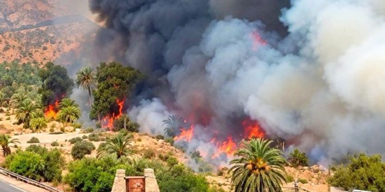 Agadir : un incendie ravage une oasis, habitants évacués