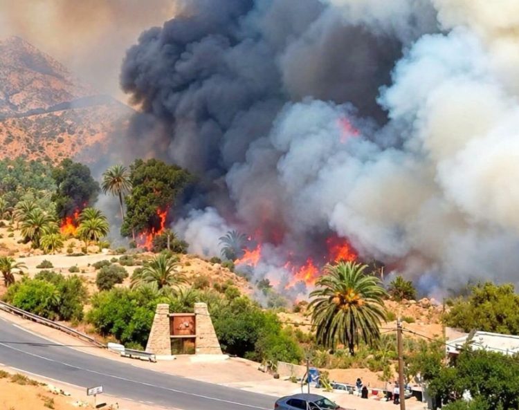 Agadir : un incendie ravage une oasis - 1