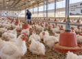 Le poulet redevient cher et révèle les fragilités de toute une filière
