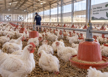 Le poulet redevient cher et révèle les fragilités de toute une filière