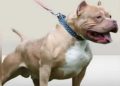 Tanger : un policier abat un pitbull pour sauver une femme