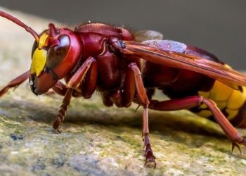 Le frelon oriental menace les abeilles et le miel du nord du Maroc