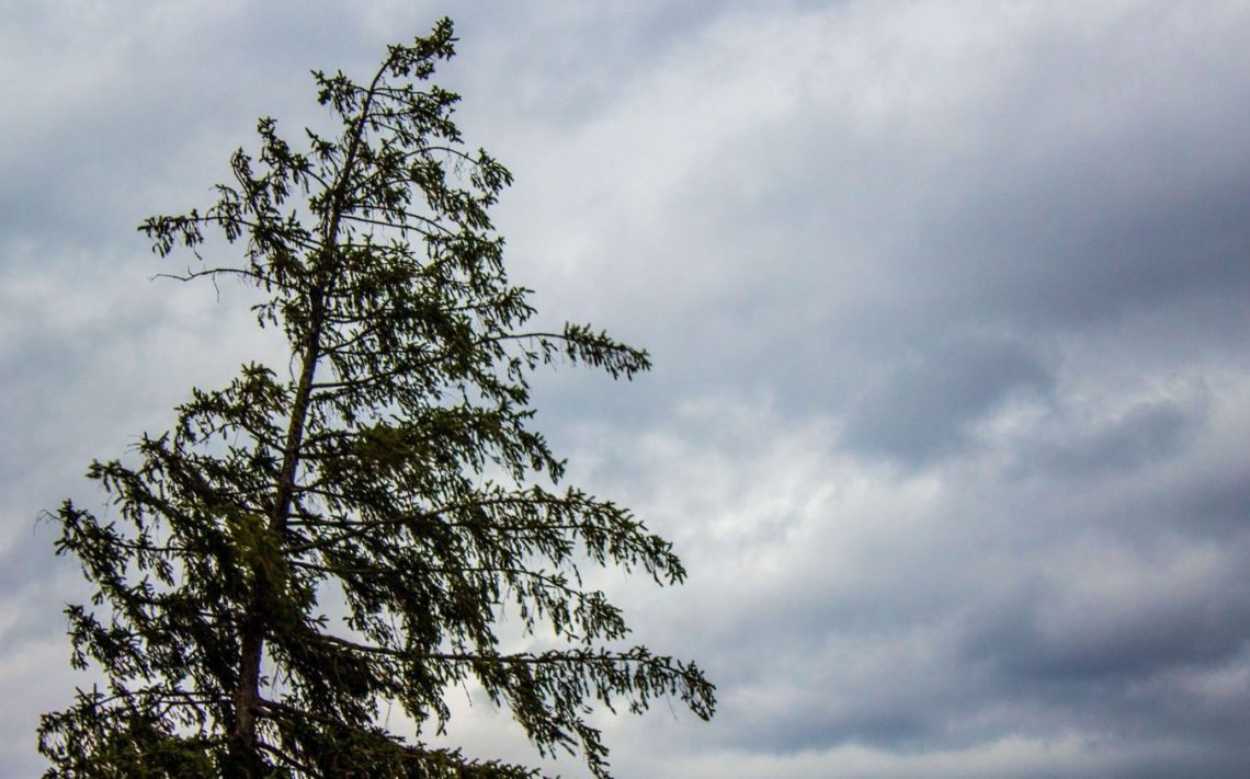 tree - 1